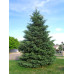 Black Spruce (G+1.5)
