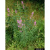  Showy Tick Trefoil (Desmodium canadense) (1 gal)