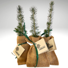 Coniferous Tree - in burlap bag