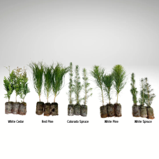 Coniferous Tree - no gift wrapping