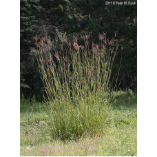 Big Bluestem (Andropogon gerardii)   (1 gallon)