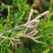 Insect Pest Alert