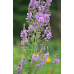  Showy Tick Trefoil (Desmodium canadense) (1 gal)