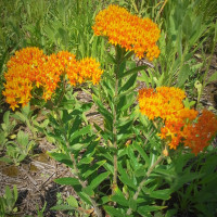 Butterfly Weed