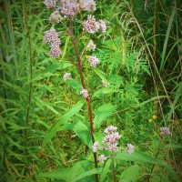Joe Pye Weed
