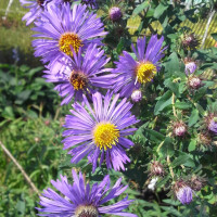 New England Aster