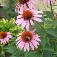 Purple Cone Flower