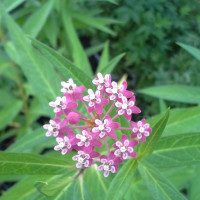 Swamp Milkweed