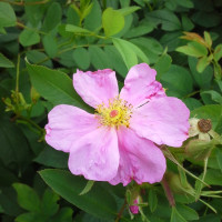 Swamp Rose