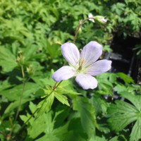 Wild Geranium