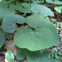 Wild Ginger