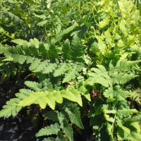Wood Fern