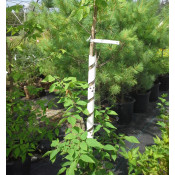 Planting Supplies (15)