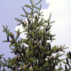 Balsam Fir (2+2)