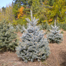 Colorado Spruce (G+1.5)