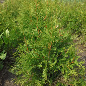 Oversized Bareroot (8)
