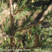 Red Cedar (60cm+)