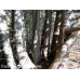 Eastern White Cedar (G+2.5)
