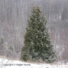 Eastern White Cedar (G+2.5)