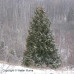 Eastern White Cedar (5 gallon)