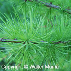 European Larch (P/G+1)