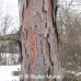 European Larch (P/G+2)