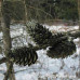 European Larch (P/G+2)