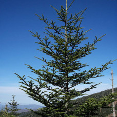 Fraser Fir (3+1/J+2)