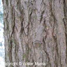 Eastern Hemlock (G+2.5)