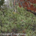 Jack Pine (G+2)