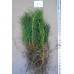 Jack Pine (G+2)
