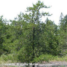 Jack Pine (G+2)