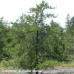 Jack Pine (G+2)