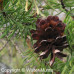 Jack Pine (G+2)
