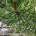 Jack Pine (G+2)
