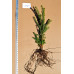 Norway Spruce (3+0)