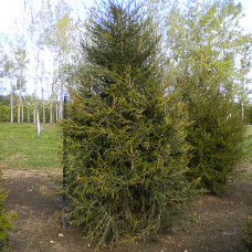 Red Cedar (3+0)