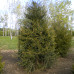 Red Cedar (60cm+)