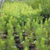 Red Pine (3+0)