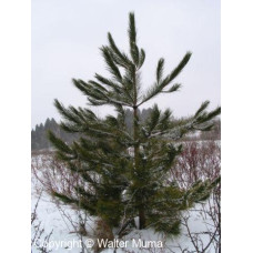 Red Pine (90cm+)