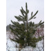 Red Pine (90cm+)