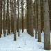 Red Pine (3+0)