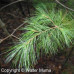 White Pine (60cm+)