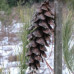 White Pine (60cm+)