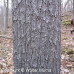 White Pine (60cm+)