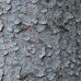 White Spruce (60cm+)