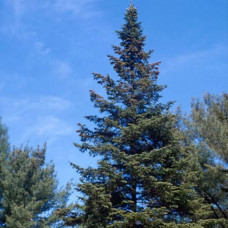 White Spruce (45cm+)