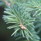 Coniferous (54)
