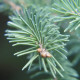 Coniferous