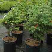 Potted Stock (18)
